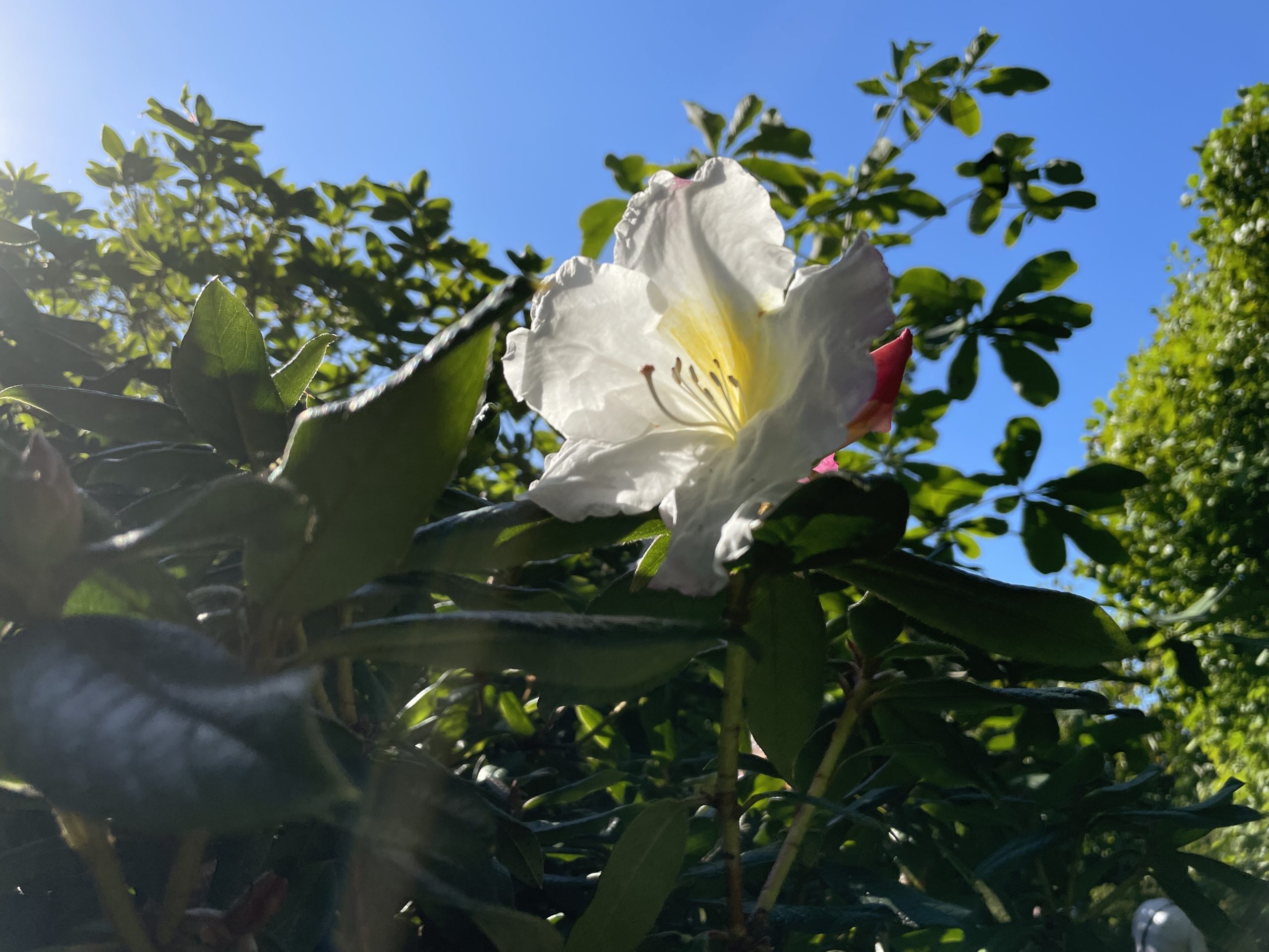 68411598382__9BF52B19-5610-4CA5-AB8B-645E57D3B206.fullsizerender